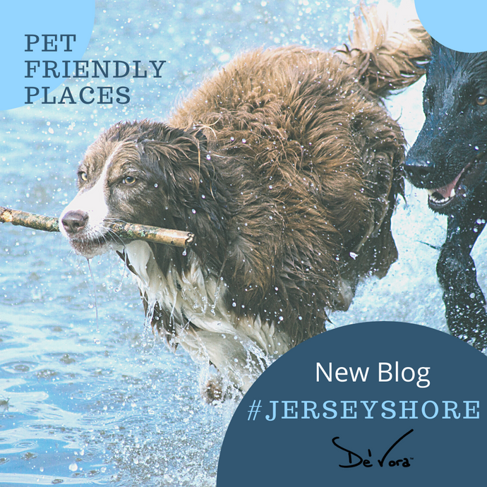 Things to do with your pet at the Jersey shore!