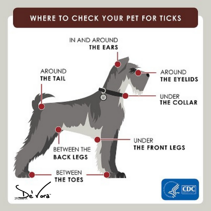 Ticks 101 and outdoor safety