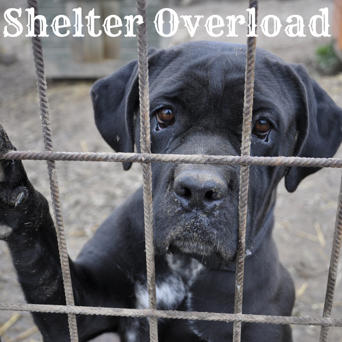 Shelter Overload