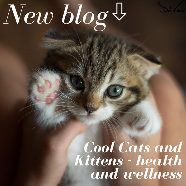Cool Cats & Kittens