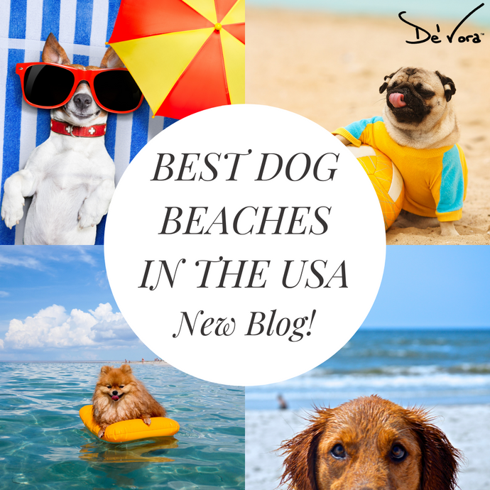 SURFIN’ USA! Best dog beaches!