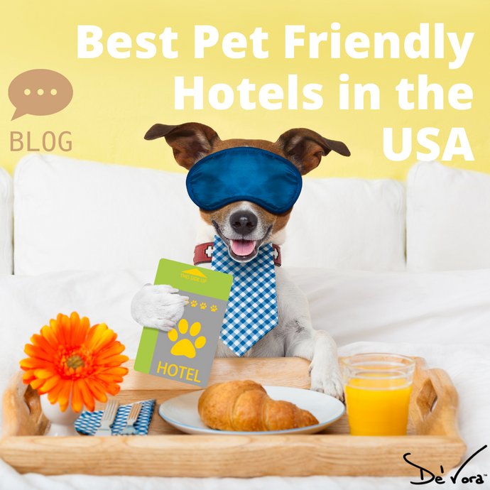 Best Pet friendly hotels for Summertime!
