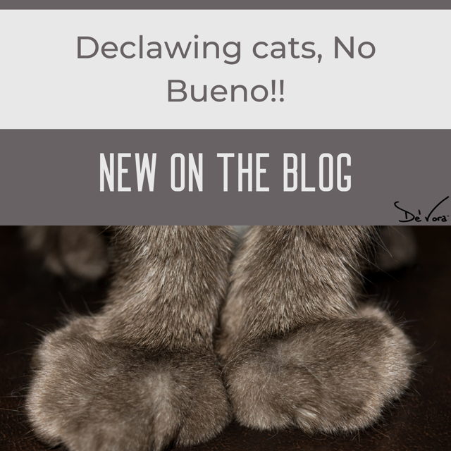 Declawing Cats, No BUENO!