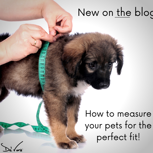 Do you know how to measure your pet properly!