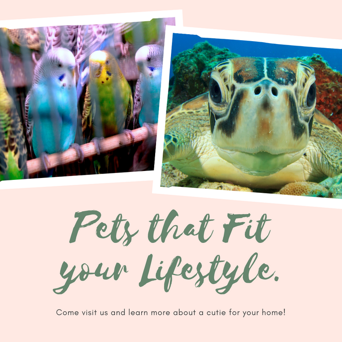 Pets that Fit your Lifestyle!
