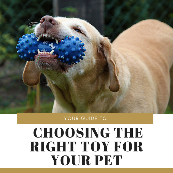 Here’s Your Guide to Choosing the Right Toy for Your Pet!