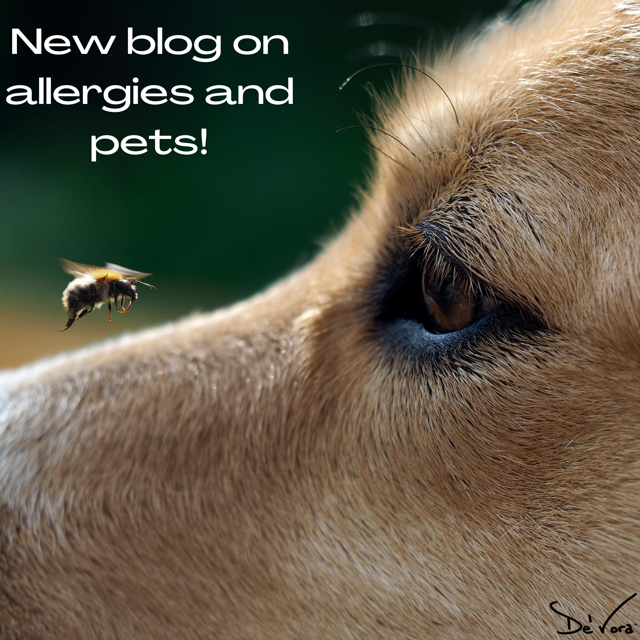 How to live with pet allergies and still be a pet parent
