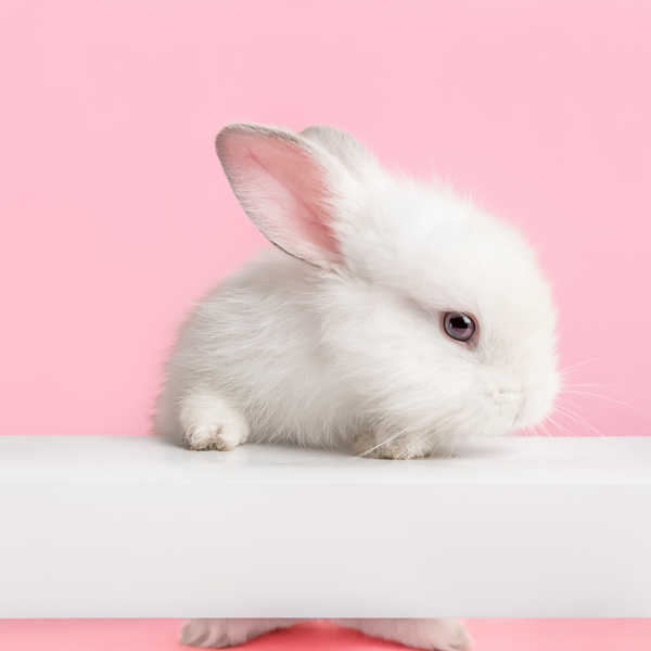 Small animals (Care info)