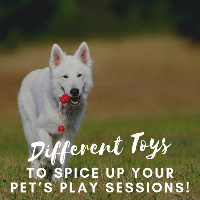 DIFFERENT TOYS TO SPICE UP YOUR PET’S PLAY SESSIONS