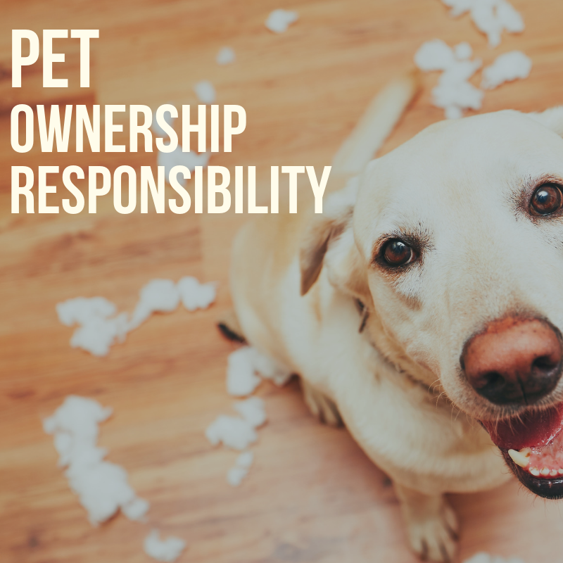 A Pet Owner’s Guide Knowing Your Responsibilities of Pet Ownership