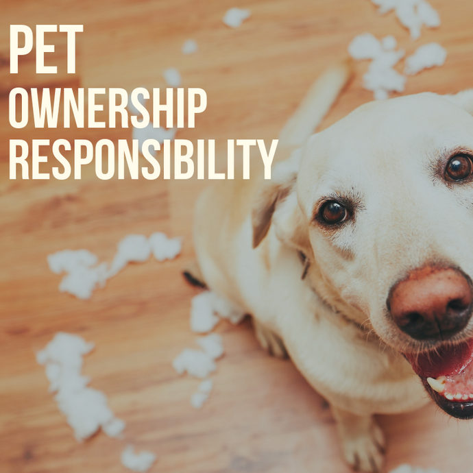 A Pet Owner’s Guide: Knowing Your Responsibilities of Pet Ownership