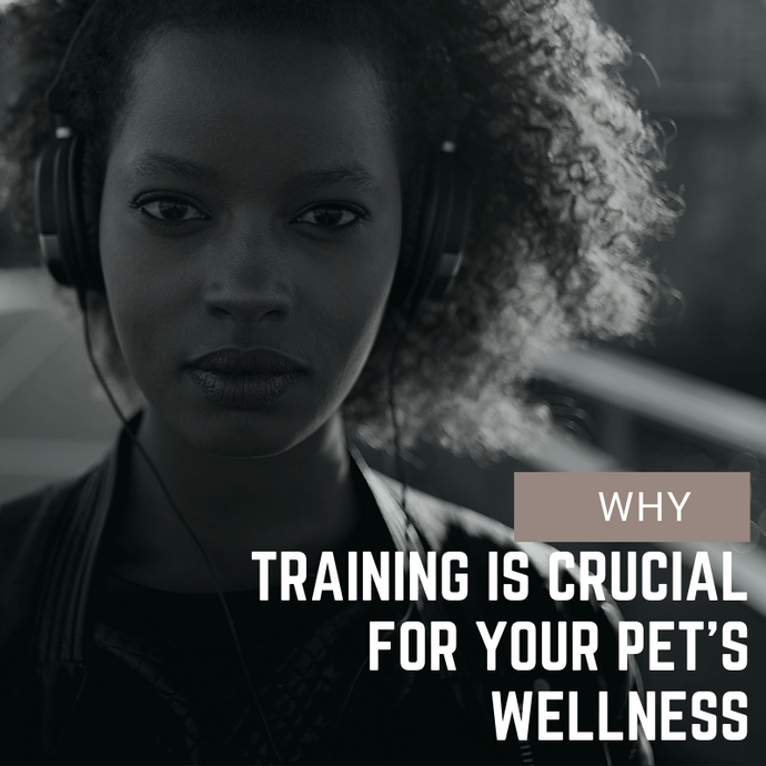 Why Training is Crucial for Your Pet’s Wellness