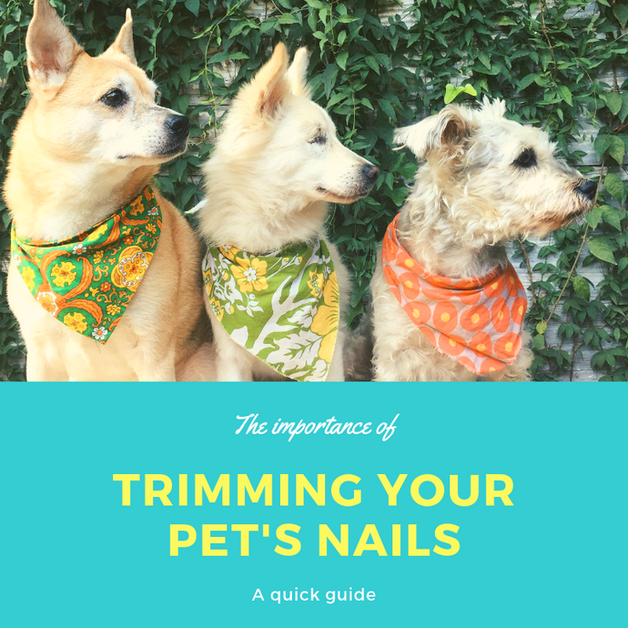 CUTTING YOUR DOG’S NAILS: WHEN, WHY, AND HOW OFTEN?