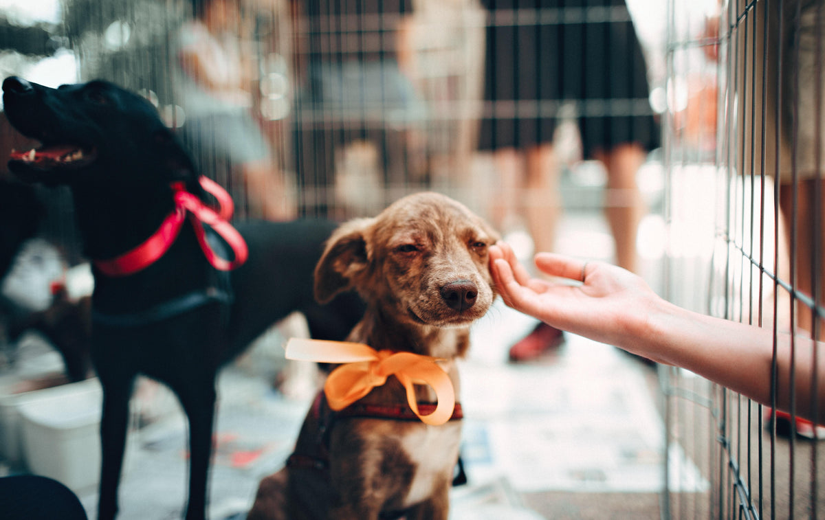 Pet Health & Wellness – De' Vora Pet Products